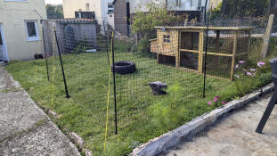 Chicken fencing set up in a garden around a wooden chicken coop.