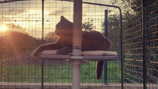 A cat resting on the outdoor freestyle platform, attached to the outdoor freestyle cat tree.