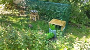 A rabbit in the Zippi run with a tunnel attached in a garden.