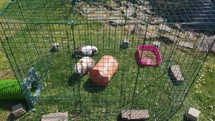 two bunny rabbits in a run with a zippi tunnel attached and toys inside