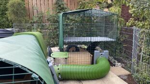 The Zippi rabbit run set up with the Eglu Go rabbit hutch.
