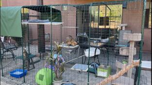 Two Bengal cats in an outdoor cat Walk-In run filled with toys and shelves