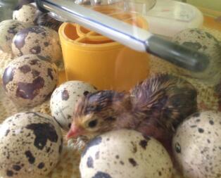 Just hatched