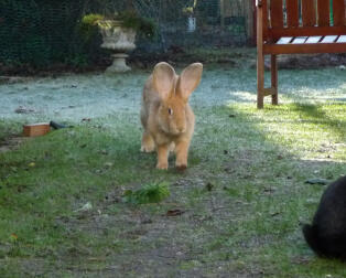 Rabbit running in frosty garden