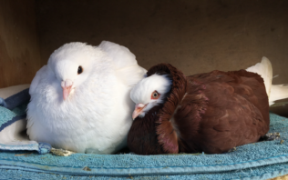 a Modena pigeon and a dove Pidgeon sat on a towel