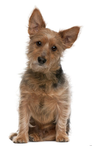 a lovely australian terrier with a wirey coat looking inquisitively