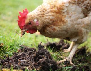 Chicken eating worms