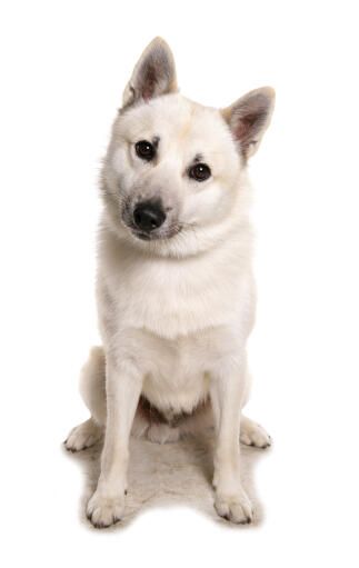 norwegian buhund dog against a white background