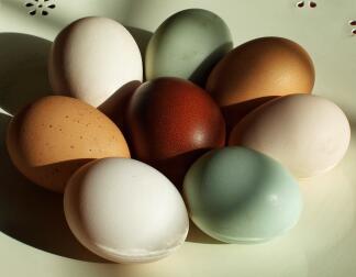 A selection of amazing coloured eggs.