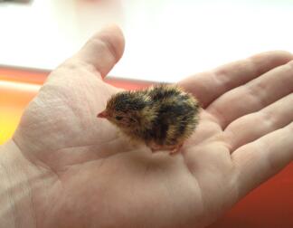 Day old quail