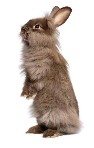Lionhead Rabbits Lionhead For Sale Rabbit Breeds
