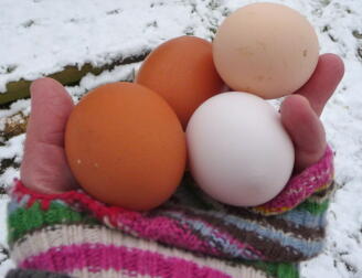 Holding some eggs in the snow.