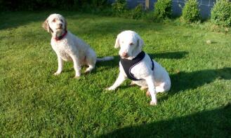 2x laGotto romagnolo at the dog school