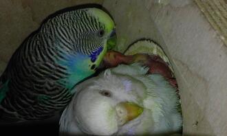 Mum sitting and dad feeding