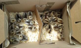 Cream legbar chicks, males on the left females on the right - chartley chucks
