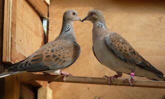 Two turtle doves