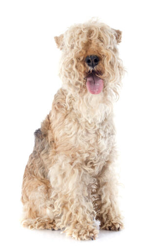 A beautiful curly coated little Lakeland Terrier sitting very neatly