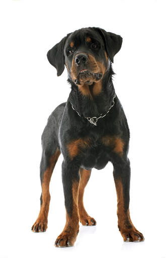 Dog breed road shop wheeler
