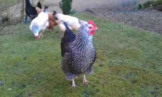 A pretty speckleday chicken.