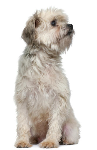 A healthy adult Lowchen with a lovely, thick, white coat, sitting