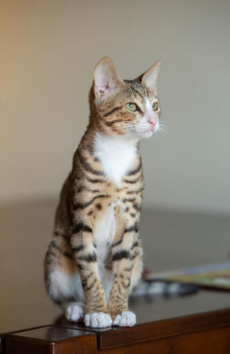 Tabby Arabian Mau kitten sitting on a table looking to the side