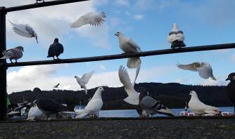 pigeons and doves by the beach