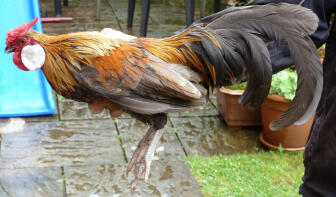 Rosecomb Bantam Cockerel