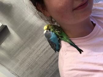 Budgies sitting on shoulder