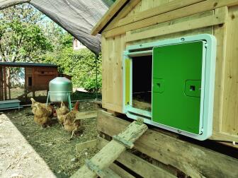 A green automatic coop door mounted on a wooden coop