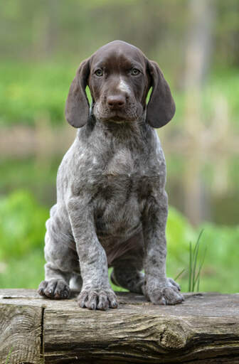 A German short haired pointer puppy pretending to be serious