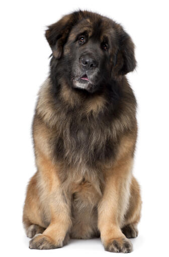 A lovely, mature Leonberger sitting neatly, waiting for some attention