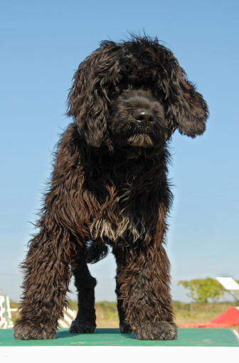 A Portuguese Water Dog standing tall, showing off its wonderful thick dark coat