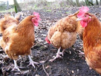 Woodland Hens free ranging searching for worms