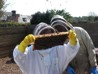 Two people inspecting some honey comb.