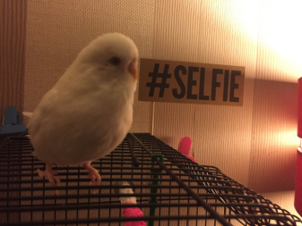 Selfie the budgie