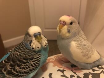 Budgies sitting down