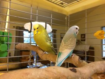 Budgies in Cage