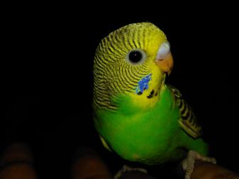 Budgie baby 1 month old