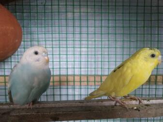 Budgies in cage