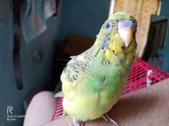 a green and yellow budgie in a house on a table