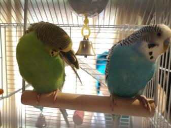 Budgies in cage