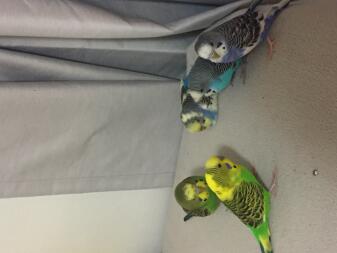 five green blue black and white budgies stood on a carpet