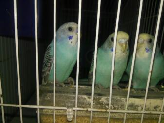 Three budgies sitting on a post