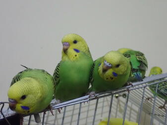 Budgies sitting on cage