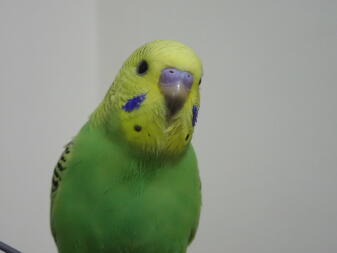 Budgie