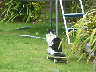 Cat on skateboard! 