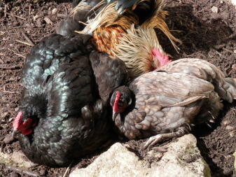 Dust bath time!