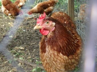 a brown and orange chicken behind chicken wire in a garden