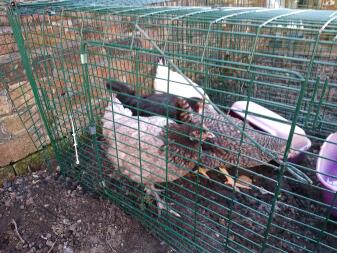 Chicken inside an Omlet chicken run.