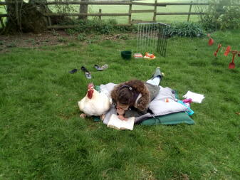 Chicken sitting with lady reading book